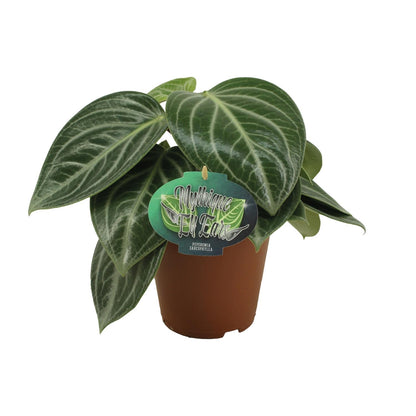 Kamerplant - Peperomia Sarcophylla - Pot Ø 15cm Hoogte ↕ 25cm