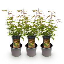 Buitenplant 3x Acer palmatum Phoenix - Pot Ø 12cm Hoogte ↕ 35cm