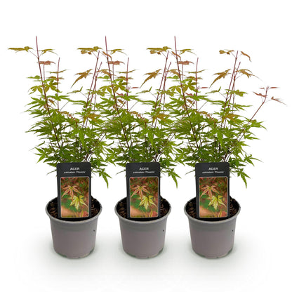 Buitenplant 3x Acer palmatum Phoenix - Pot Ø 12cm Hoogte ↕ 35cm