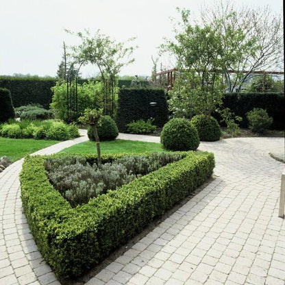 Buitenplant 60x Buxus sempervirens - Winterhard - Pot Ø 9cm Hoogte ↕ 10-25cm
