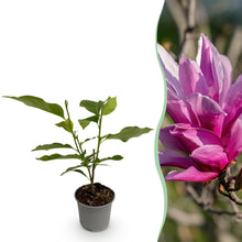 Buitenplant - Magnolia liliiflora 'Nigra' - Bloeiend - Pot Ø 12cm Hoogte ↕ 30cm