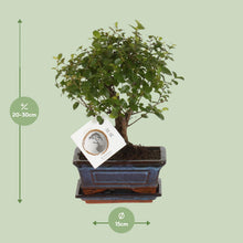 Kamerplant - Bonsai Sageretia - Bol Vorm - Pot Ø 15cm Hoogte ↕ 30cm