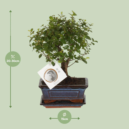 Kamerplant - Bonsai Sageretia - Bol Vorm - Pot Ø 15cm Hoogte ↕ 30cm