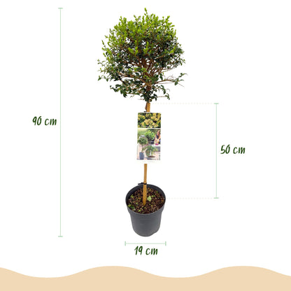 Buitenplant - Ligustrum delavayanum op stam - Terrasboom - Winterhard - Pot Ø 19cm Hoogte ↕ 90cm