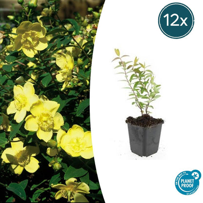 Buitenplant 12x Hypericum 'Hidcote' - Bloeiend - Pot Ø 9cm Hoogte ↕ 10-25cm