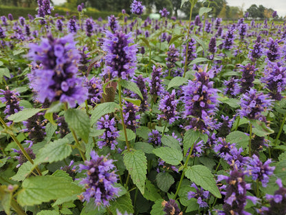 Buitenplant 24x Agastache 'Blue Fortune' - Bloeiend - Pot Ø 9cm Hoogte ↕ 10-25cm