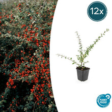 Buitenplant 12x Cotoneaster suec. 'Coral Beauty' - Pot Ø 9cm Hoogte ↕ 10-25cm