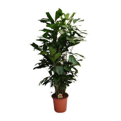 XL Kamerplant - Caryota Mitis - Pot Ø 24cm Hoogte ↕ 120cm