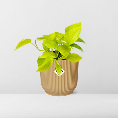 Kamerplant - Epipremnum Pinnatum 'Golden Pothos' - Pot Ø 14cm