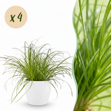 Kamerplant 4x Cyperus alternifolius Zumula - Kattengras - Pot Ø 12cm Hoogte ↕ 20cm