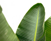 XL plant - Strelitzia Augusta de Luxe - Pot Ø 38cm Hoogte ↕ 250cm