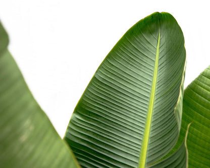 XL plant - Strelitzia Augusta de Luxe - Pot Ø 38cm Hoogte ↕ 250cm