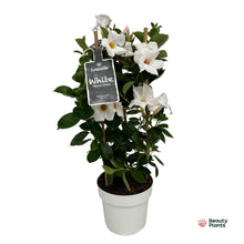 Buitenplant - Mandevilla Sundaville White (Dipladenia) - Pot Ø 17cm Hoogte ↕ 55cm
