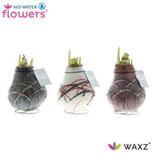 Kamerplant 3x Waxz Art Van Gogh - Pot Ø 7cm Hoogte ↕ 15cm