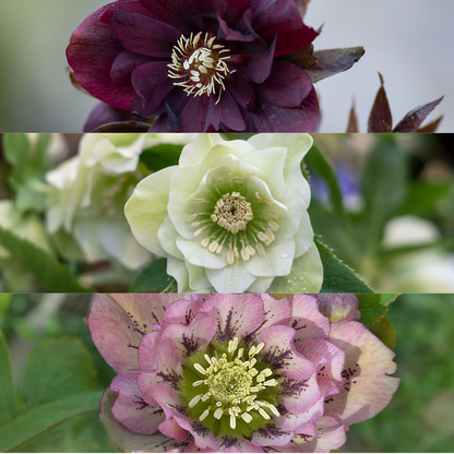 Buitenplant 3x Helleborus Specials - Bloeiend - Pot Ø 14cm Hoogte ↕ 25cm