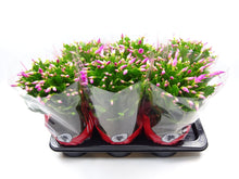 Kamerplant - Schlumbergera - Pot Ø 17cm Hoogte ↕ 35cm