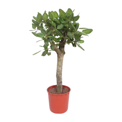 XL kamerplant - Ficus Benghalensis boom - Pot Ø 30cm Hoogte ↕ 150cm