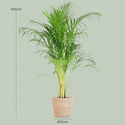 Kamerplant - Areca Palm (Dypsis) met Zeegras Mand - Pot Ø 21cm Hoogte ↕ 100cm