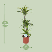 Kamerplant - Dracaena Lemon Lime - Pot Ø 24cm Hoogte ↕ 120cm