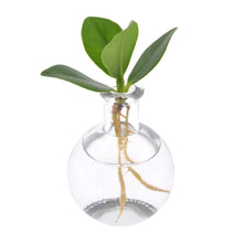 Kamerplant - Clusia in Samoa Glas - Pot Ø 5cm Hoogte ↕ 10cm