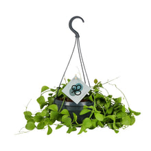 Kamerplant - Dischidia Imbricata - Pot Ø 14cm Hoogte ↕ 40cm