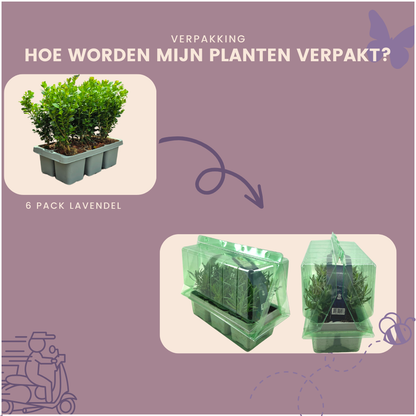 Buitenplant 6x Buxus NewGen Freedom - Winterhard - Pot Ø 7cm Hoogte ↕ 15cm