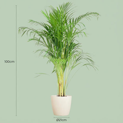 Kamerplant - Areca Palm (Dypsis) met sierpot wit - Pot Ø 21cm Hoogte ↕ 100cm