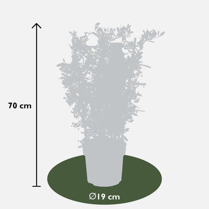 Buitenplant - Pyracantha coccinea 'Red Star' - Pot Ø 23cm Hoogte ↕ 75cm