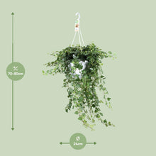 Kamerplant - Hedera 'Wonder Green' - Pot Ø 24cm Hoogte ↕ 70cm