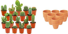 Kamerplant 18x Mini Cactus Mix - Terracotta Potten - Pot Ø 8,1cm Hoogte ↕ 5-10cm