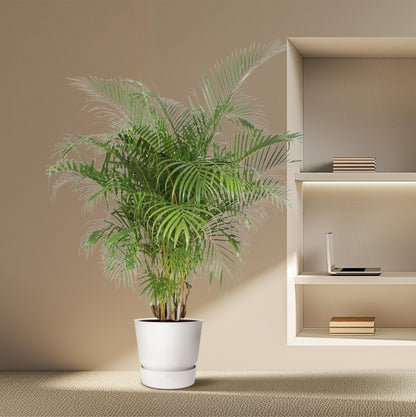 XL Kamerplant - Dypsis Lutescens (Areca Palm) - Pot Ø 40cm Hoogte ↕ 200cm