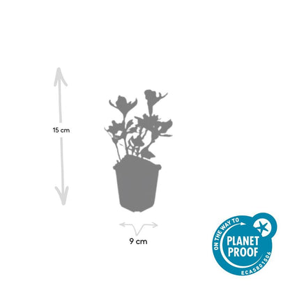 Buitenplant 6x Pachysandra term. 'Variegata' - Pot Ø 9cm Hoogte ↕ 10-25cm