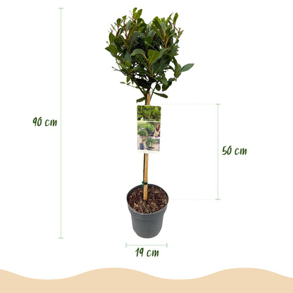 Buitenplant - Laurus nobilis op stam - Winterhard - Pot Ø 19cm Hoogte ↕ 90cm