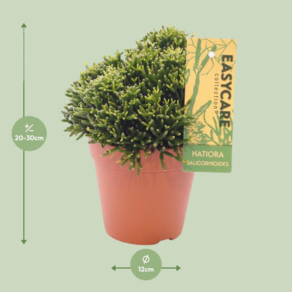 Kamerplant - Hatiora Salicornioides - Pot Ø 12cm Hoogte ↕ 22cm