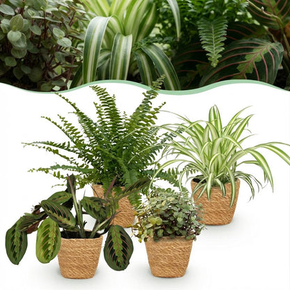 Kamerplant - Mix van 4 Huisdiervriendelijke Planten (Chlorophytum, Maranta, Callisia, Nephrolepis) - Pot Ø 12cm Hoogte ↕ 25cm