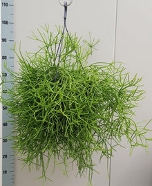 Kamerplant - Rhipsalis Heteroclada - Hangplant - Pot Ø 25cm Hoogte ↕ 60cm