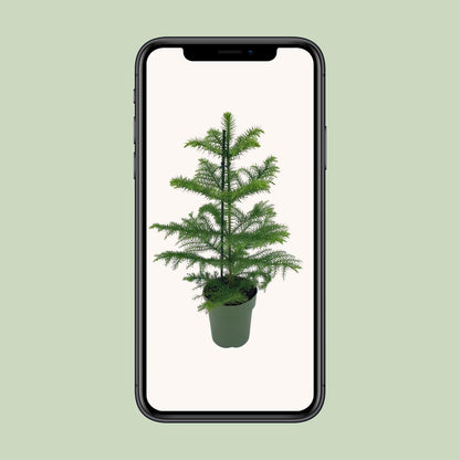 Kamerplant - Araucaria Heterophylla - Pot Ø 14cm Hoogte ↕ 40cm