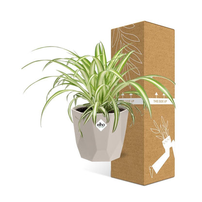 Kamerplant - Chlorophytum Comosum Variegatum - Luchtzuiverend - Pot Ø 14cm