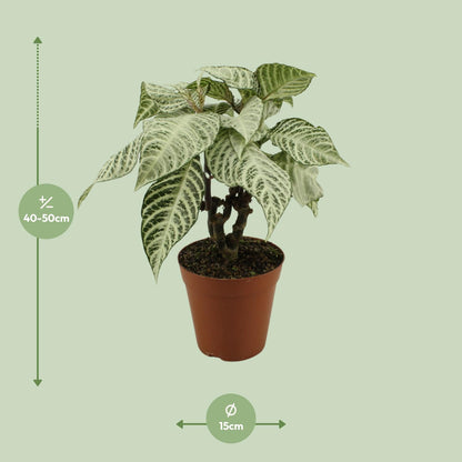 Kamerplant - Aphelandra White Wash - Pot Ø 15cm Hoogte ↕ 50cm