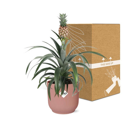 Kamerplant - Ananas Mi Amigo - Pot Ø 14cm