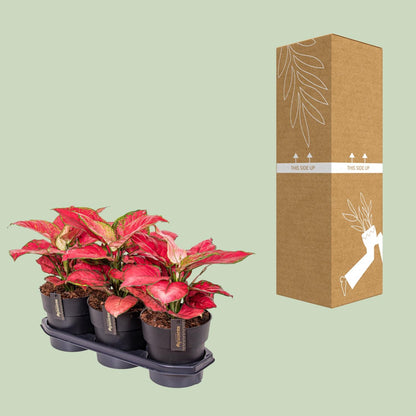 Kamerplant - Aglaonema Red Joy - Pot Ø 19cm Hoogte ↕ 40cm