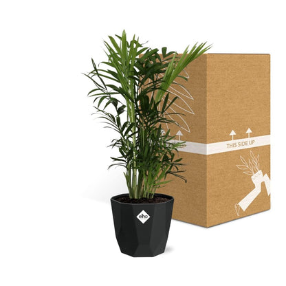 Kamerplant - Chamaedorea Elegans - Pot Ø 14cm