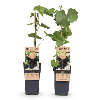 Buitenplant 2x Vitis vinifera Vanessa - Paarse Druif Pitloos - Pot Ø 15cm Hoogte ↕ 50cm
