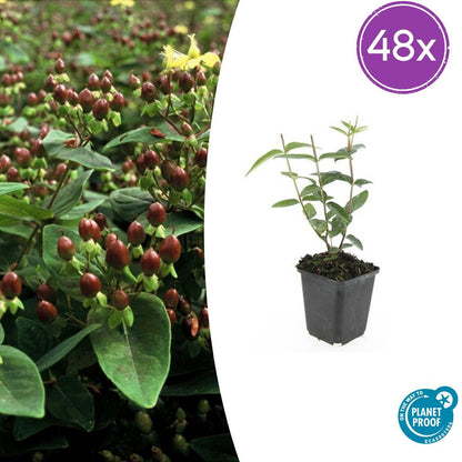 Buitenplant 48x Hypericum inodorum - Bloeiend - Pot Ø 9cm Hoogte ↕ 10-25cm