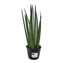 Kamerplant - Sansevieria cylindrica 'Bacularis' Mikado - Pot Ø 10.5cm Hoogte ↕ 38cm