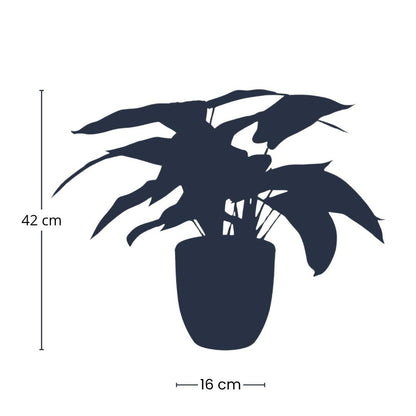 Kunstplant - Calathea Zebrina - Zwarte pot - Hoogte ↕ 42cm