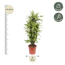 XL kamerplant - Dracaena Lemon Lime - Luchtzuiverend - Pot Ø 30cm Hoogte ↕ 150cm