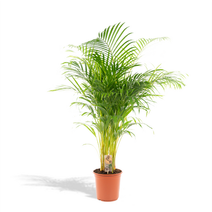 Kamerplant - Dypsis Lutescens (Areca Palm) - Hoogte ↕ 12-230cm