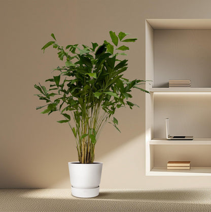 XL kamerplant - Caryota Mitis - Pot Ø 32cm Hoogte ↕ 250cm