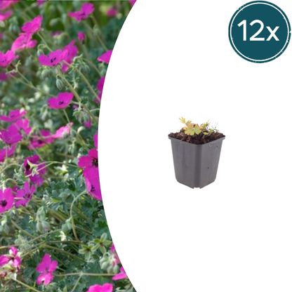 12x Geranium sang. 'Max Frei' - ↕10-25cm - Ø9cm